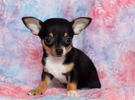 8 weeks chihuahua mix puppies Fort worth tx everman 1125 pic. . Craigslist dogs for sale dallas tx